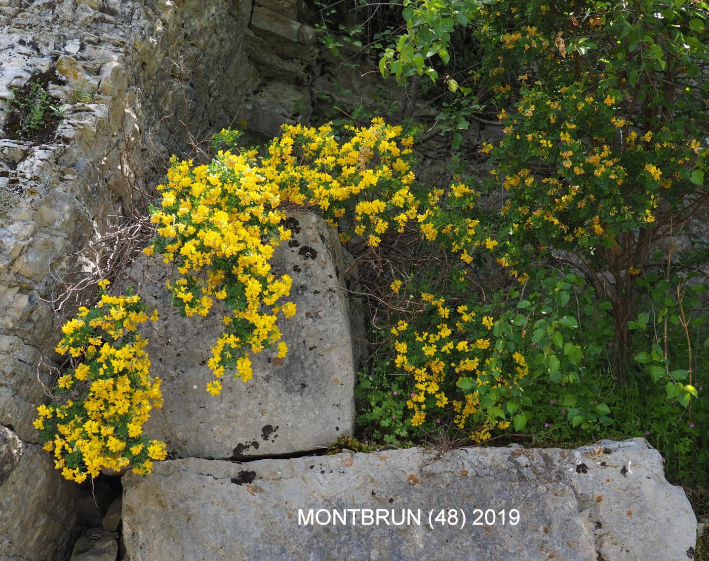 Scorpion-vetch, Shrubby plant